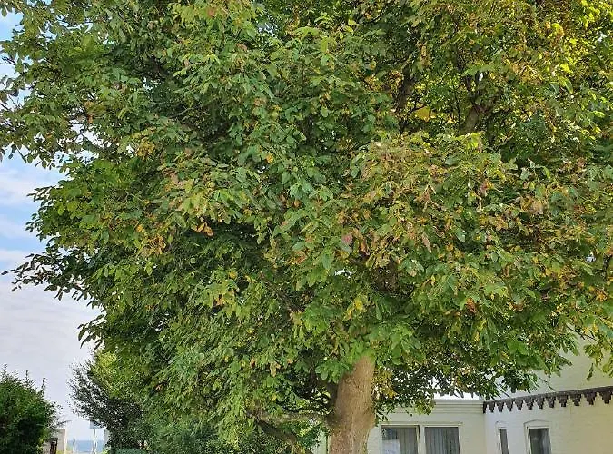 Hagelstein I 